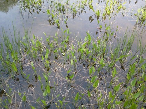 soaked-grass:for those of you that know me imagine how i am reacting to this right now i am doing a 