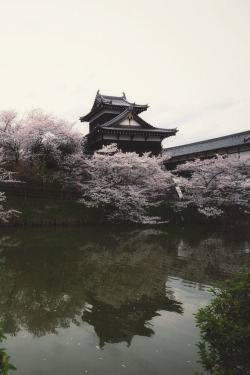 mstrkrftz:   Sakura with Castle(Nara) | Hiro