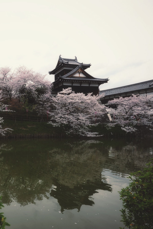 mstrkrftz: Sakura with Castle(Nara) | Hiro _R