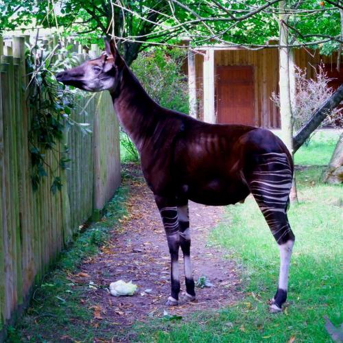 Okapi also known as Forest Giraffe.Surprisingly despite the stripes it is more related to the giraff