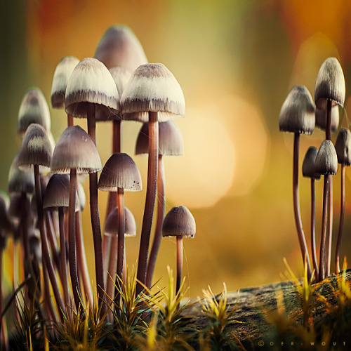 Funky Fungi by Oer-Wout