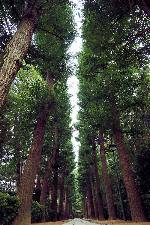 etherealvistas:  row of ginkgo - いちょう並木 (Japan) by turntable00000 