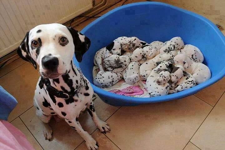 rosaparking:  thought that was a bowl of cookies and cream ice cream my bad 