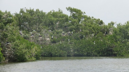 Fregatt birds - Barbuda (Antigua) 2015