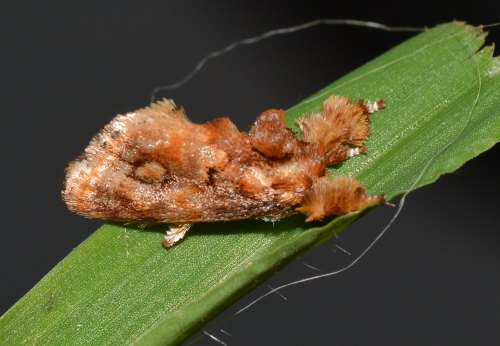 onenicebugperday:Spun glass slug moth,Isochaetes beutenmuelleri,LimacodidaeLike many slug moth speci