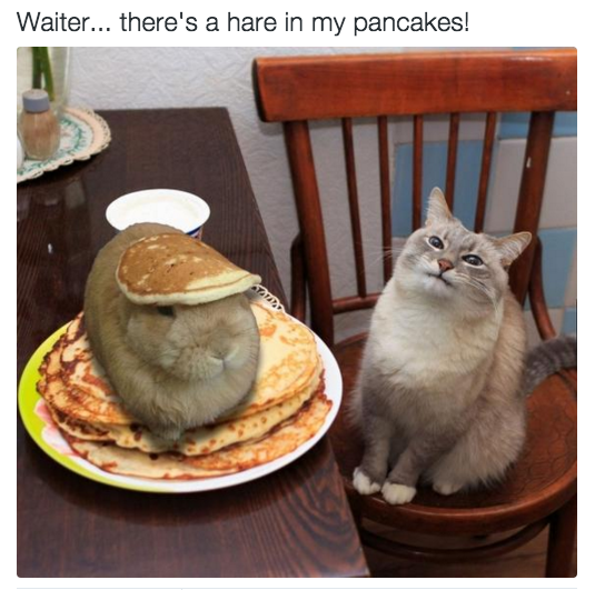 babyanimalimages:  Find happiness here