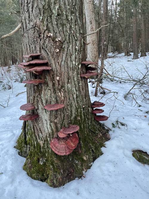 reishidreams: Ganoderma tsugae, red reishi, Massachusetts