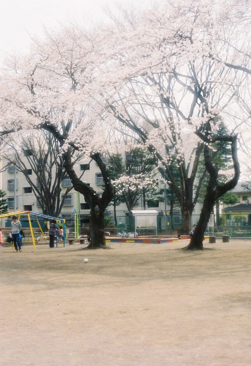 japan-overload: Picnic by masahiro_ami