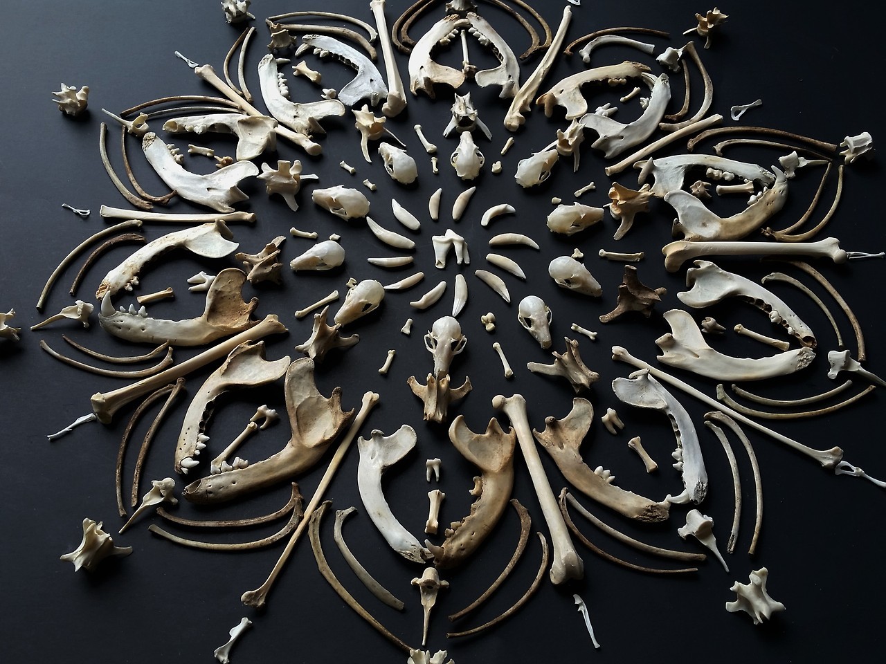 voidbat:  cummy–eyelids:  Bone mandala ft. parts of bats, coyotes, raccoons, mice,