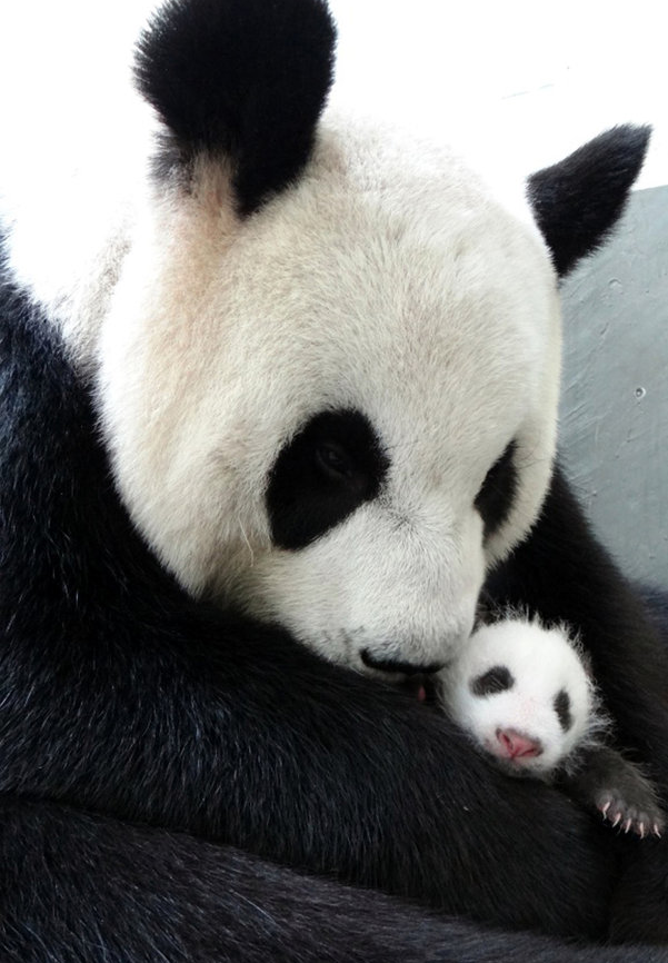 giantpandaphotos:  Yuanzai, one month old, was reunited with her mother Yuan Yuan