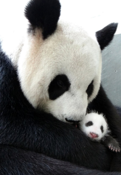 giantpandaphotos:  Yuanzai, one month old,