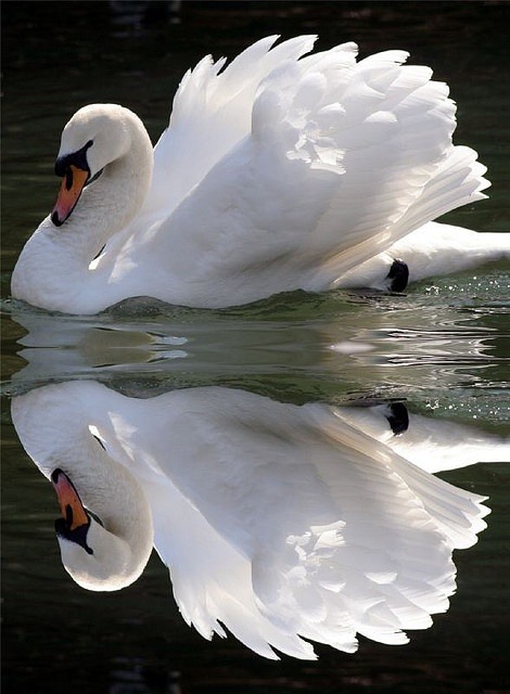 followthewestwind:  swan double take by *LINNY * on Flickr (via Pin by Bess Scheelar