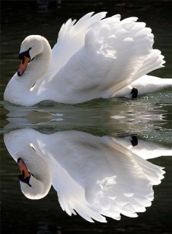 Followthewestwind:  Swan Double Take By *Linny * On Flickr (Via Pin By Bess Scheelar