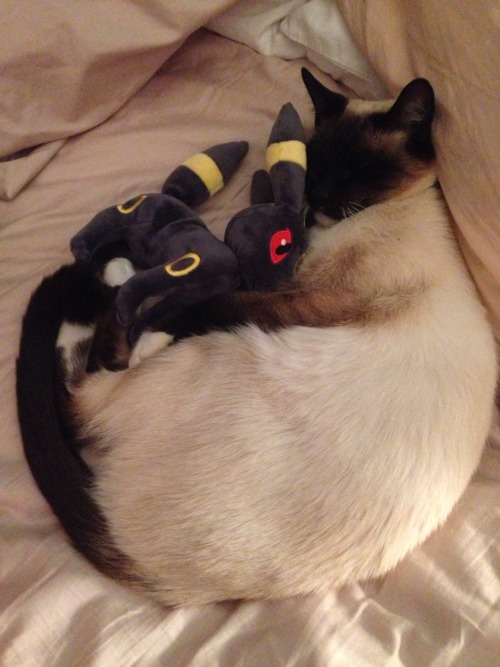 one-of-the-legends: walked into my room to find my cat cuddling on new plushie umbreon this is so cu