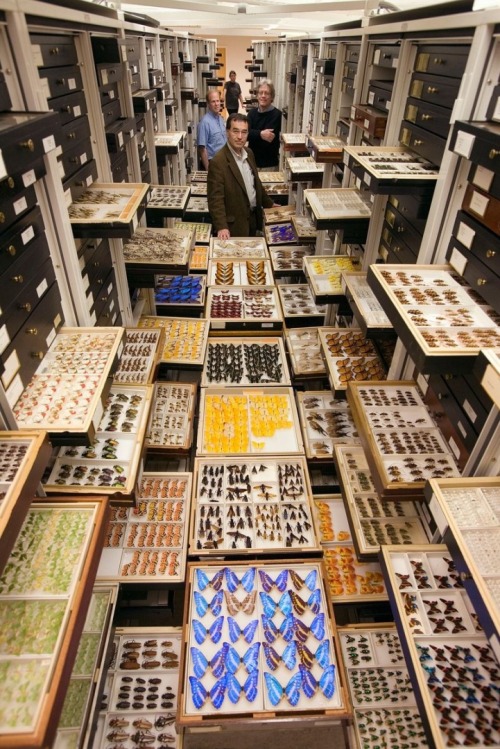 mymodernmet:Rare Behind-the-Scenes Look at the Vast Collection of the Smithsonian’s National Museum of Natural History