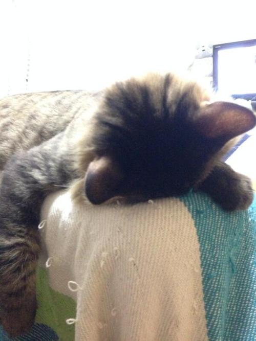 cat-pic:  その寝方で息苦しくないのか！？