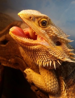 bazthebeardie:  little dinosaur