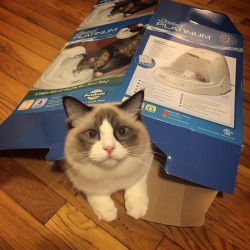 awwww-cute:  Glad to know he’s really enjoying his new water fountain (Source: http://ift.tt/1lPEjSi)