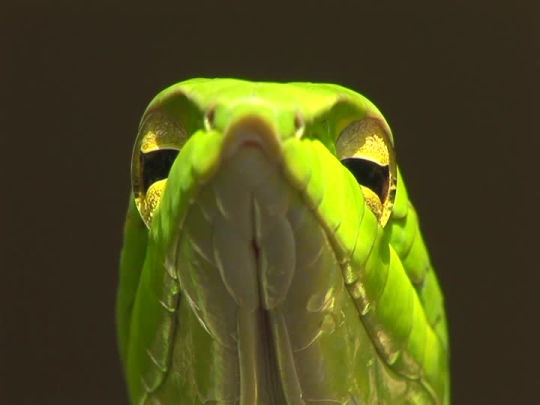 silverhawk:  i love the asian vine snake bc it has like one of the most interesting snake faces everbut it REALLY is incredibly beautiful