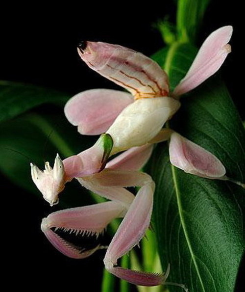 ronbeckdesigns: Orchid mantis (Hymenopus porn pictures