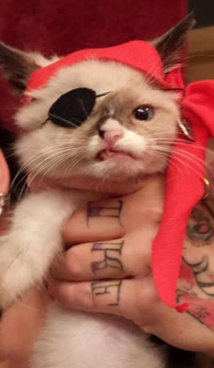 “Ye fight like a lass, ye scabby, dreadful wretch! … Hoist the anch!!”Photo via I