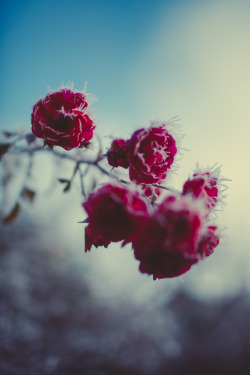 leilascompanion:  Crystal Roses II 