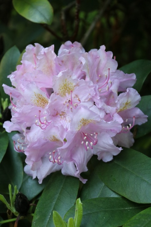 boschintegral-photo:Rhododendron