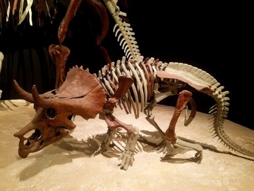 roosaurusrin:Ceratopsians of Bozeman’s Museum of the Rockies. The pictures include a grow