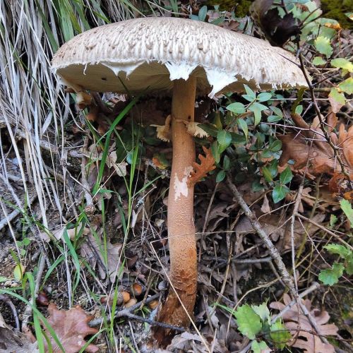 Kısa bir orman yürüyüşü 2  #mantar #mushroom #gezgininnotalari #gezgininnotlari #orman #forest #dere