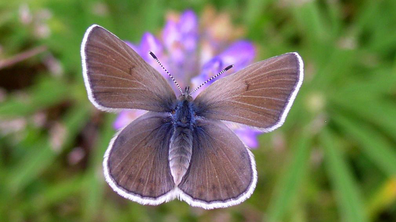 Leptiri i ostali insekti - Page 17 Tumblr_owyofpi2aE1vekqb3o1_1280