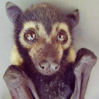 ging3rkidd:  Waaaant 