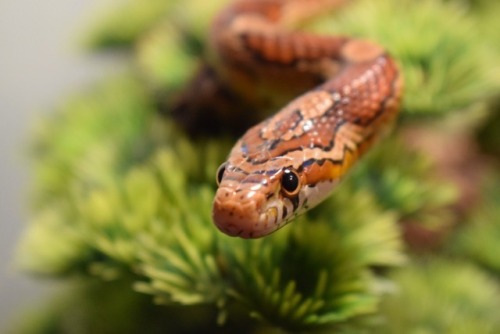 pocketreptile: Get a load of that SNOOT