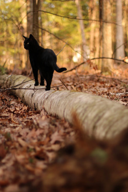 fawnoftheforestt:  I want a black kitty 