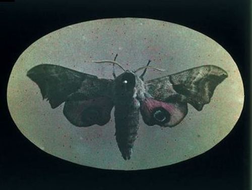 madivinecomedie: Arthur E. Morton. Butterfly 1910-1915. Autochrome See also