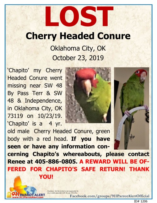  LOST - CHERRY HEADED CONURE, 10/23/19, ‘Chipito’, SW OKLAHOMA CITY, OK 73119 