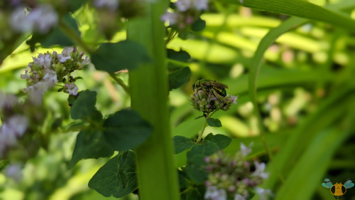 Silky-Striped Sweat Bee - Agapostemon sericeusAs promised on Tuesday when the Bicolored Sweat Bee wa