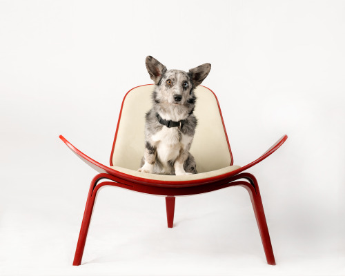 Corgi and Wegner Chair (2014) © 2014 Stevan Northcuttstevannorthcutt.tumblr.comstevannorthcutt.com