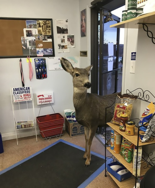 archiemcphee: On Surreal Sunday the deer go shopping. This gift shop at the Horsetooth Inn and RV Pa