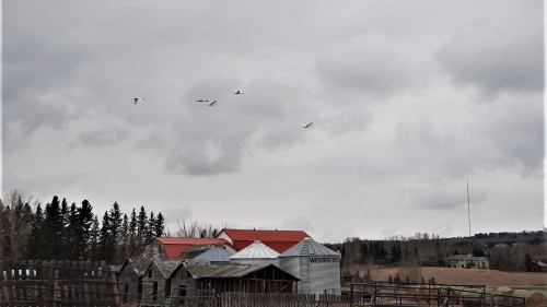Photo Of Three Young Swans And Two Adult Swans Flying Over A Red Barn, Grey Steel Grain Bin, And Three