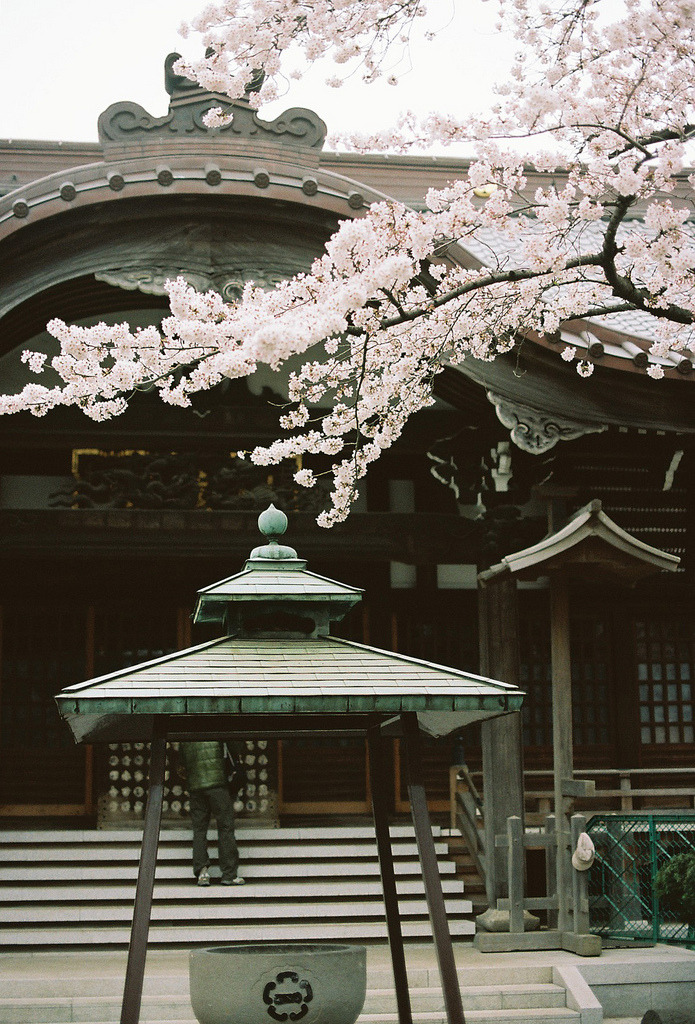 floralls:    sakura at yutenji temple by   hiki   