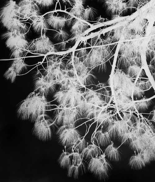 #tree #infared #Edited with: @carbonblackandwhite _ #blackandwhite #bnw #monochrome #instablackandw