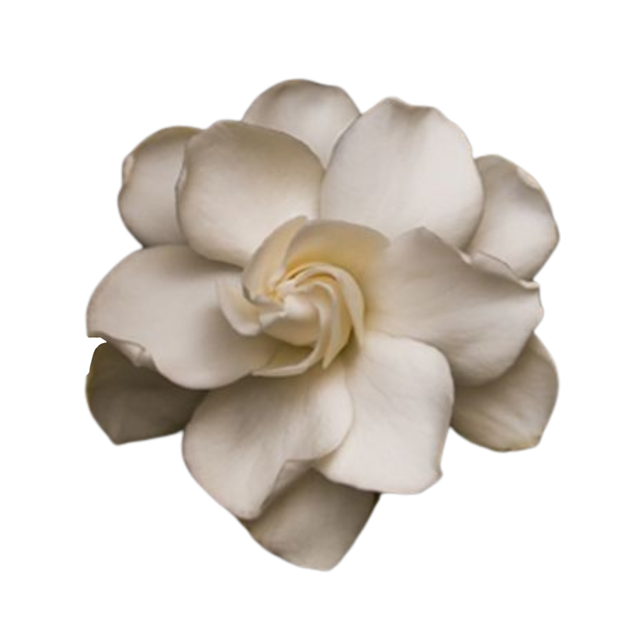 Gardenia