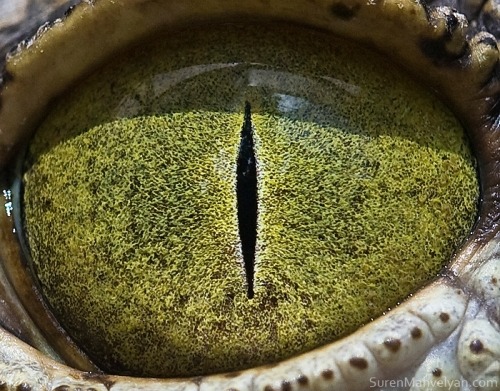 XXX give-a-fuck-about-nature:  Eyes of the animal photo