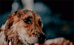 grahamewill:  Fannibals Aren’t Done  🔪🍷  || Hannibal rewatch while we