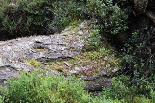 michaelnordeman:Hede urskog Nature Reserve in Härjedalen, Sweden.