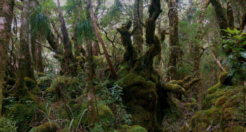 mokihanui forest by katrine kaarsemaker