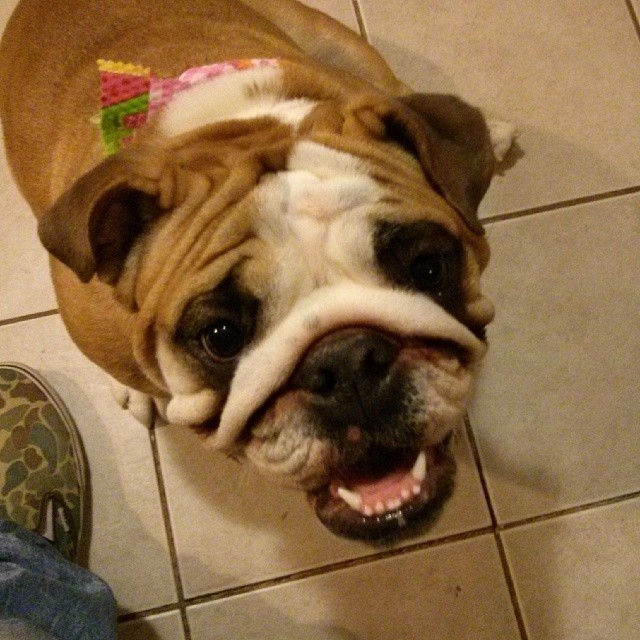 #bulldog #englishbulldog #squishyfacecrew #bullylife #pets #dogs @bmaillou via Instagram http://ift.tt/1gTiavr