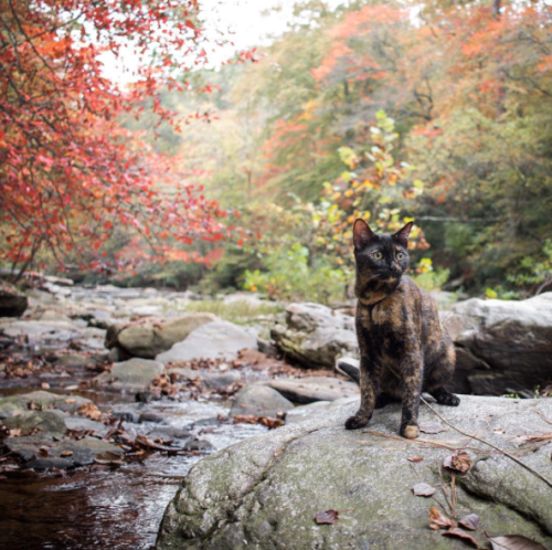 thearcalian: catsbeaversandducks: Eevee The Adventure Cat Photos by ©whiskered_away @mostlycats