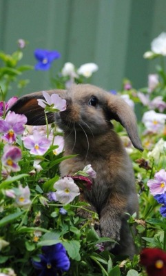 nemi-moriell:this is a bunny for all my depressed friends and followers &lt;3 