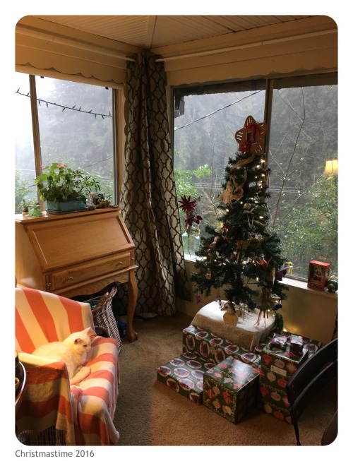 Winter things I am grateful for: Humble Christmas trees and cozy nooks, rain and fog nourishing redw